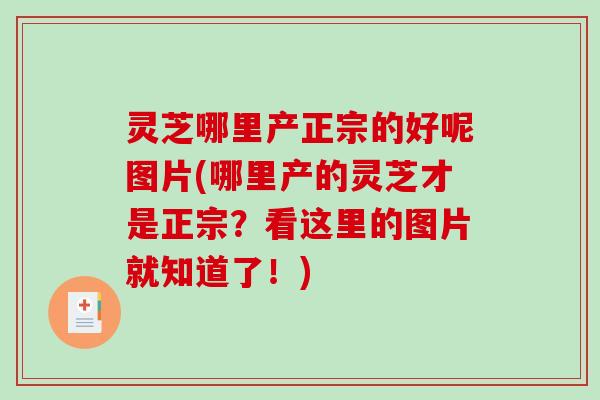 灵芝哪里产正宗的好呢图片(哪里产的灵芝才是正宗?看这里的图片就知道了!) 灵芝哪里产正宗的好呢图片(哪里产的灵芝才是正宗?看这里的图片就知道了!)