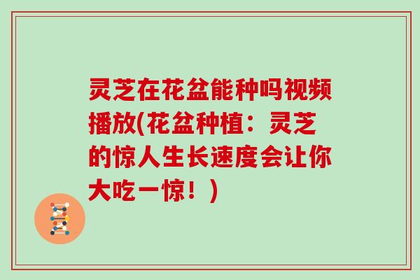 灵芝在花盆能种吗视频播放(花盆种植:灵芝的惊人生长速度会让你大吃一惊!) 灵芝在花盆能种吗视频播放(花盆种植:灵芝的惊人生长速度会让你大吃一惊!)