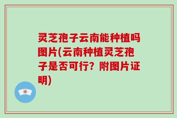 灵芝孢子云南能种植吗图片(云南种植灵芝孢子是否可行?附图片证明) 灵芝孢子云南能种植吗图片(云南种植灵芝孢子是否可行?附图片证明)