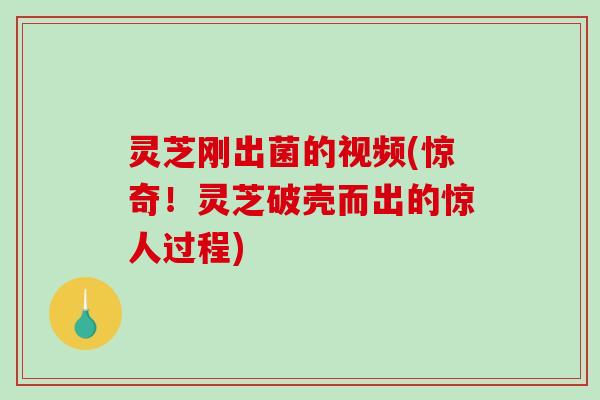 灵芝刚出菌的视频(惊奇！灵芝破壳而出的惊人过程)