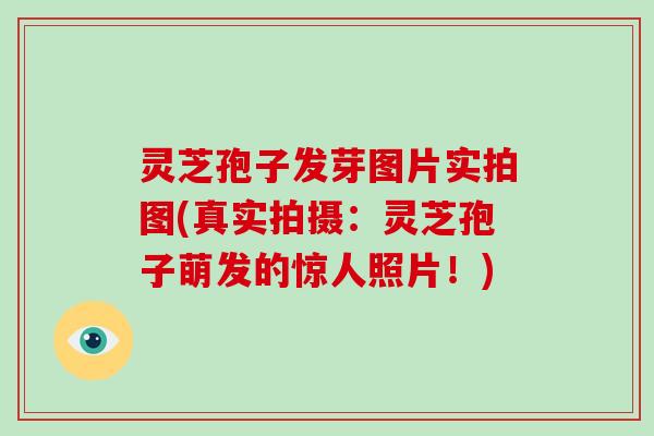 灵芝孢子发芽图片实拍图(真实拍摄：灵芝孢子萌发的惊人照片！)