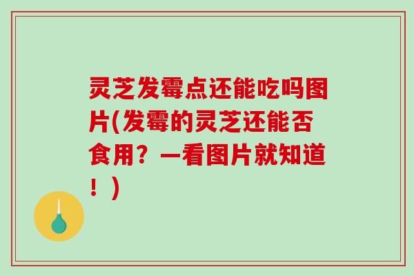 灵芝发霉点还能吃吗图片(发霉的灵芝还能否食用?—看图片就知道!) 灵芝发霉点还能吃吗图片(发霉的灵芝还能否食用?—看图片就知道!)