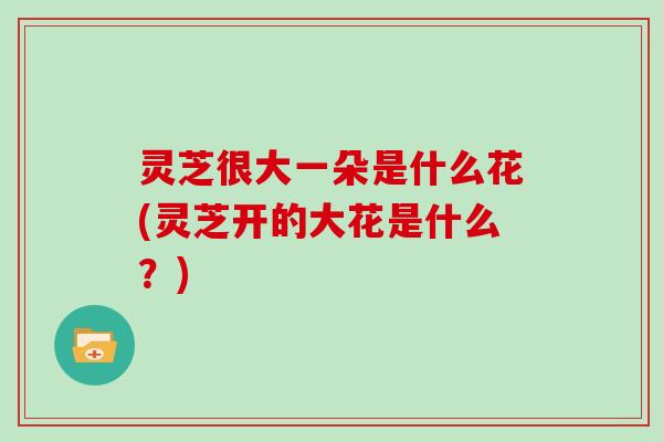 灵芝很大一朵是什么花(灵芝开的大花是什么？)