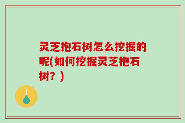 灵芝抱石树怎么挖掘的呢(如何挖掘灵芝抱石树？)