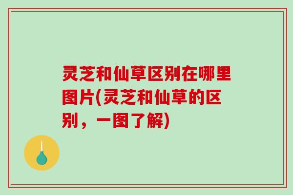 灵芝和仙草区别在哪里图片(灵芝和仙草的区别，一图了解)