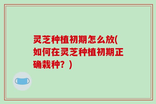 灵芝种植初期怎么放(如何在灵芝种植初期正确栽种?) 灵芝种植初期怎么放(如何在灵芝种植初期正确栽种?)