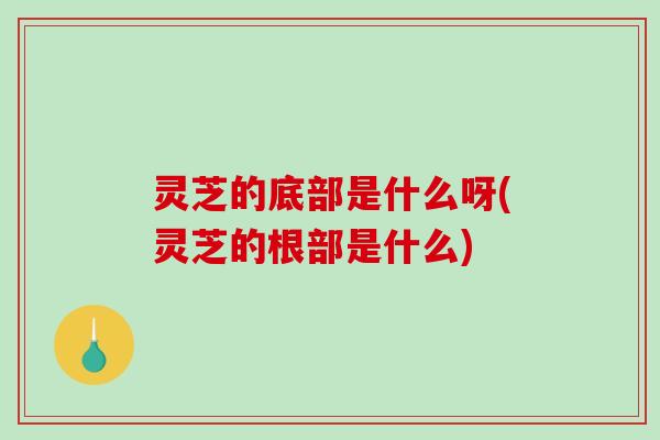 灵芝的底部是什么呀(灵芝的根部是什么)
