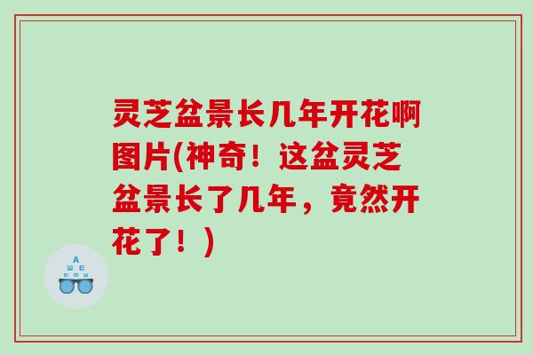 灵芝盆景长几年开花啊图片(神奇！这盆灵芝盆景长了几年，竟然开花了！)