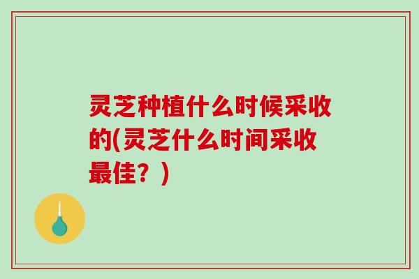 灵芝种植什么时候采收的(灵芝什么时间采收最佳？)