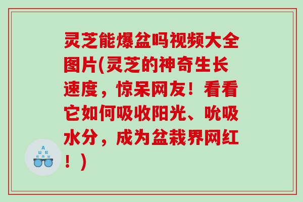 灵芝能爆盆吗视频大全图片(灵芝的神奇生长速度,惊呆网友!看看它如何吸收阳光、吮吸水分,成为盆栽界网红!) 灵芝能爆盆吗视频大全图片(灵芝的神奇生长速度,惊呆网友!看看它如何吸收阳光、吮吸水分,成为盆栽界网红!)