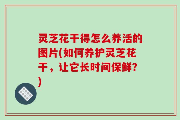 灵芝花干得怎么养活的图片(如何养护灵芝花干，让它长时间保鲜？)