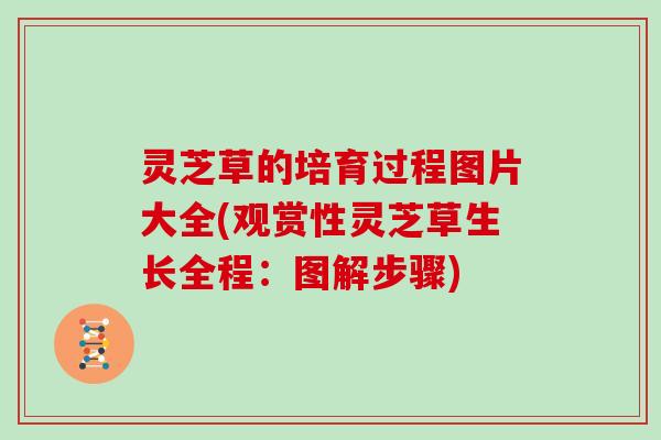 灵芝草的培育过程图片大全(观赏性灵芝草生长全程:图解步骤) 灵芝草的培育过程图片大全(观赏性灵芝草生长全程:图解步骤)
