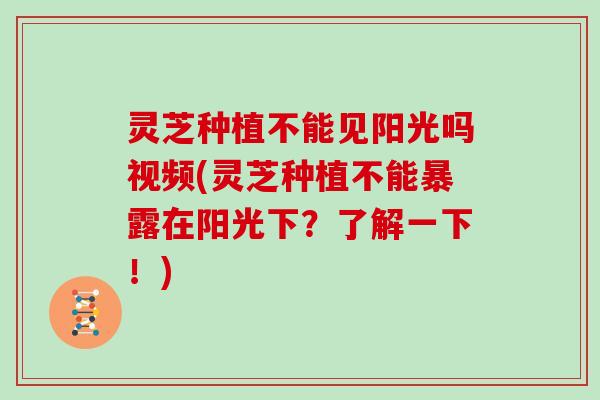 灵芝种植不能见阳光吗视频(灵芝种植不能暴露在阳光下?了解一下!) 灵芝种植不能见阳光吗视频(灵芝种植不能暴露在阳光下?了解一下!)