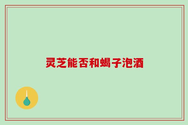 灵芝能否和蝎子泡酒