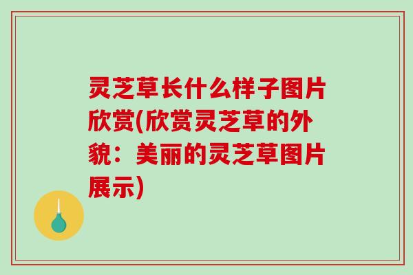 灵芝草长什么样子图片欣赏(欣赏灵芝草的外貌:美丽的灵芝草图片展示) 灵芝草长什么样子图片欣赏(欣赏灵芝草的外貌:美丽的灵芝草图片展示)