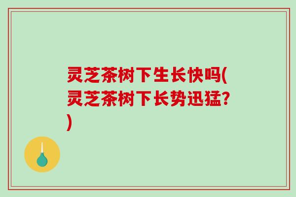 灵芝茶树下生长快吗(灵芝茶树下长势迅猛？)