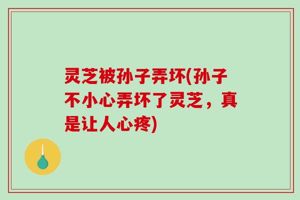 灵芝被孙子弄坏(孙子不小心弄坏了灵芝,真是让人心疼) 灵芝被孙子弄坏(孙子不小心弄坏了灵芝,真是让人心疼)