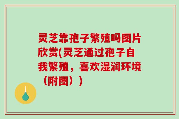 灵芝靠孢子繁殖吗图片欣赏(灵芝通过孢子自我繁殖，喜欢湿润环境（附图）)