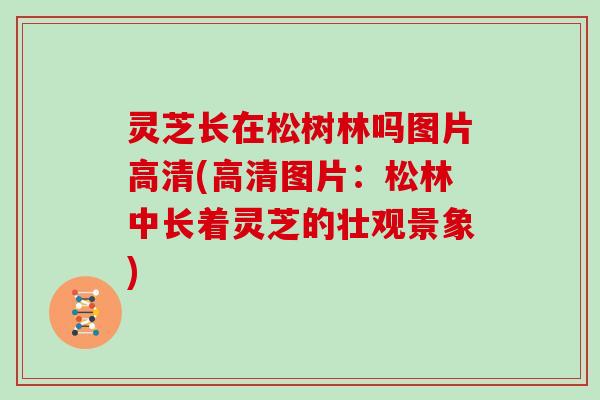 灵芝长在松树林吗图片高清(高清图片：松林中长着灵芝的壮观景象)