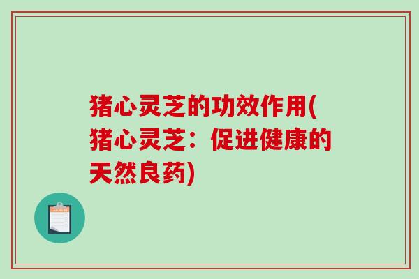 猪心灵芝的功效作用(猪心灵芝:促进健康的天然良药) 猪心灵芝的功效作用(猪心灵芝:促进健康的天然良药)