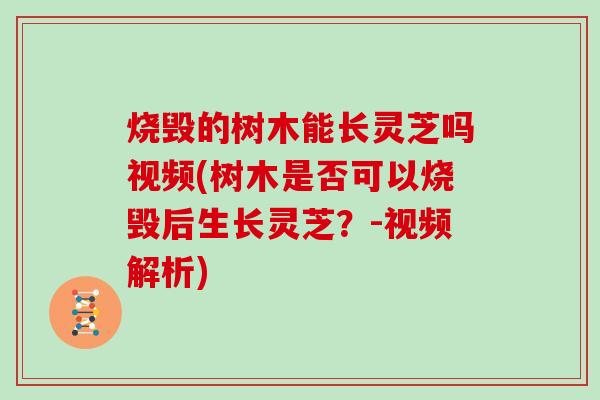 烧毁的树木能长灵芝吗视频(树木是否可以烧毁后生长灵芝?-视频解析) 烧毁的树木能长灵芝吗视频(树木是否可以烧毁后生长灵芝?-视频解析)