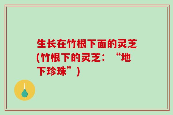 生长在竹根下面的灵芝(竹根下的灵芝：“地下珍珠”)