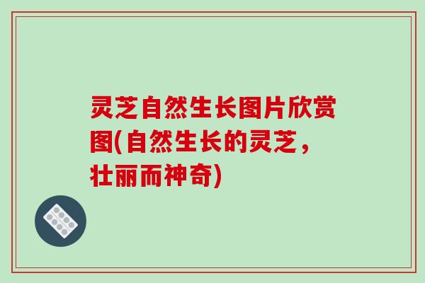 灵芝自然生长图片欣赏图(自然生长的灵芝,壮丽而神奇) 灵芝自然生长图片欣赏图(自然生长的灵芝,壮丽而神奇)