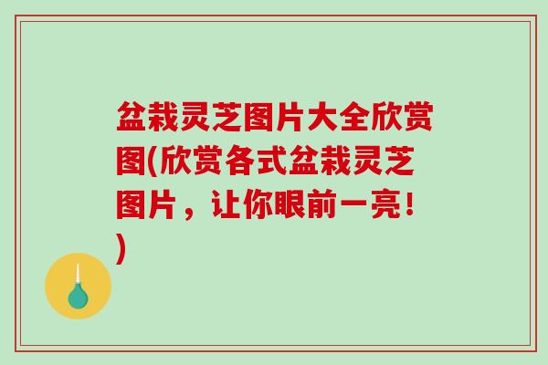 盆栽灵芝图片大全欣赏图(欣赏各式盆栽灵芝图片，让你眼前一亮！)