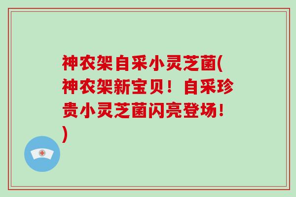 神农架自采小灵芝菌(神农架新宝贝!自采珍贵小灵芝菌闪亮登场!) 神农架自采小灵芝菌(神农架新宝贝!自采珍贵小灵芝菌闪亮登场!)