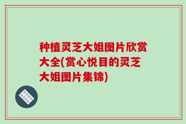 种植灵芝大姐图片欣赏大全(赏心悦目的灵芝大姐图片集锦) 种植灵芝大姐图片欣赏大全(赏心悦目的灵芝大姐图片集锦)