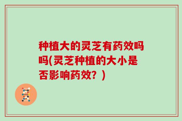 种植大的灵芝有药效吗吗(灵芝种植的大小是否影响药效？)