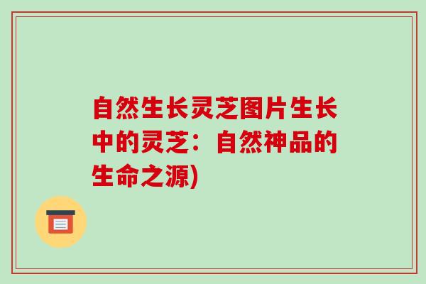 自然生长灵芝图片生长中的灵芝:自然神品的生命之源) 自然生长灵芝图片生长中的灵芝:自然神品的生命之源)