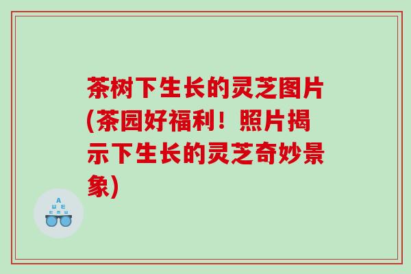 茶树下生长的灵芝图片(茶园好福利!照片揭示下生长的灵芝奇妙景象) 茶树下生长的灵芝图片(茶园好福利!照片揭示下生长的灵芝奇妙景象)