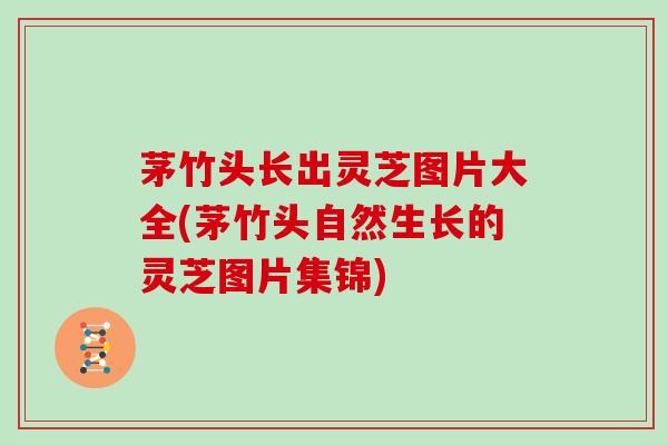 茅竹头长出灵芝图片大全(茅竹头自然生长的灵芝图片集锦) 茅竹头长出灵芝图片大全(茅竹头自然生长的灵芝图片集锦)