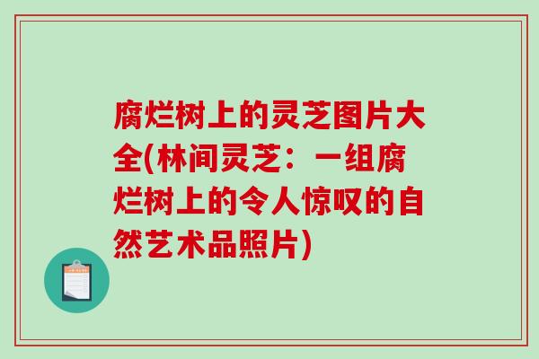 腐烂树上的灵芝图片大全(林间灵芝:一组腐烂树上的令人惊叹的自然艺术品照片) 腐烂树上的灵芝图片大全(林间灵芝:一组腐烂树上的令人惊叹的自然艺术品照片)