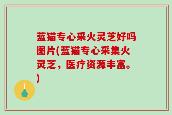 蓝猫专心采火灵芝好吗图片(蓝猫专心采集火灵芝，医疗资源丰富。)