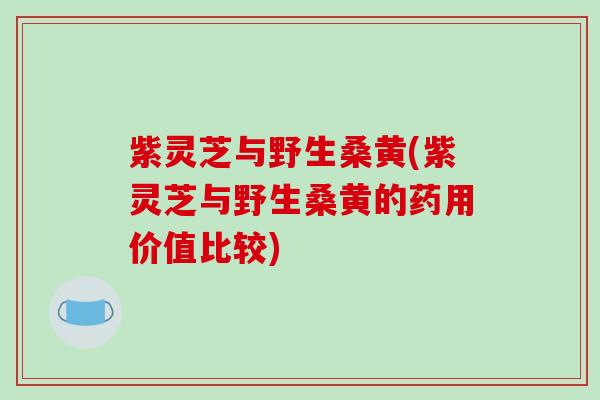 紫灵芝与野生桑黄(紫灵芝与野生桑黄的药用价值比较)