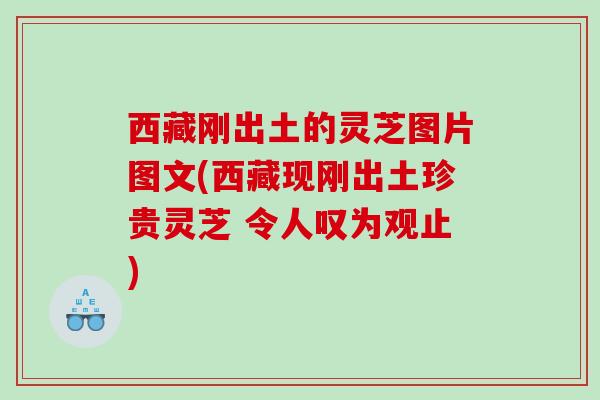 西藏刚出土的灵芝图片图文(西藏现刚出土珍贵灵芝 令人叹为观止) 西藏刚出土的灵芝图片图文(西藏现刚出土珍贵灵芝 令人叹为观止)