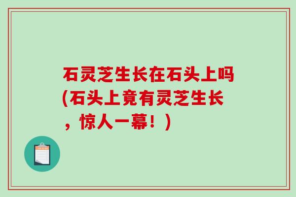 石灵芝生长在石头上吗(石头上竟有灵芝生长,惊人一幕!) 石灵芝生长在石头上吗(石头上竟有灵芝生长,惊人一幕!)