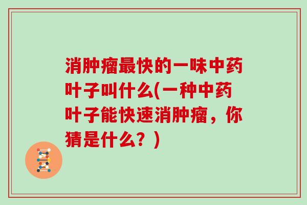 消肿瘤最快的一味中药叶子叫什么(一种中药叶子能快速消肿瘤，你猜是什么？)