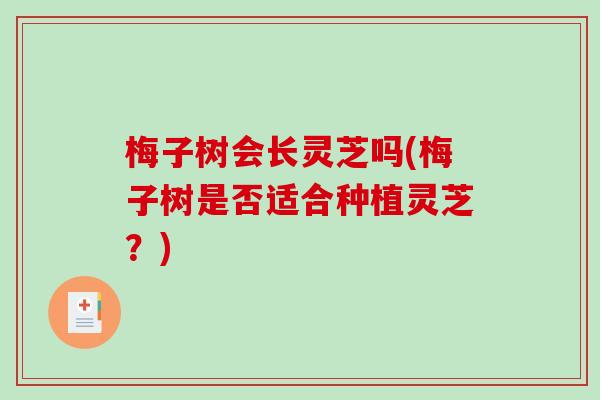 梅子树会长灵芝吗(梅子树是否适合种植灵芝?) 梅子树会长灵芝吗(梅子树是否适合种植灵芝?)