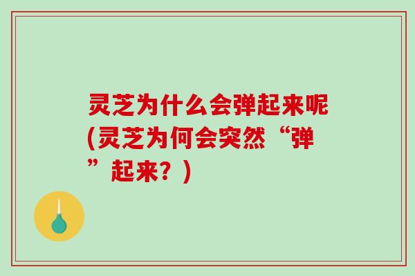 灵芝为什么会弹起来呢(灵芝为何会突然“弹”起来？)