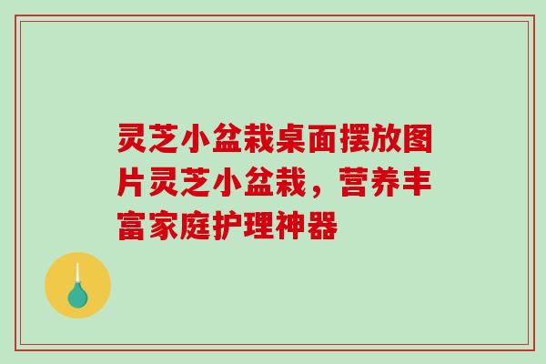 灵芝小盆栽桌面摆放图片灵芝小盆栽,营养丰富家庭护理神器 灵芝小盆栽桌面摆放图片灵芝小盆栽,营养丰富家庭护理神器
