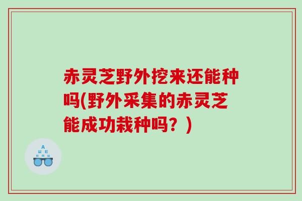 赤灵芝野外挖来还能种吗(野外采集的赤灵芝能成功栽种吗？)