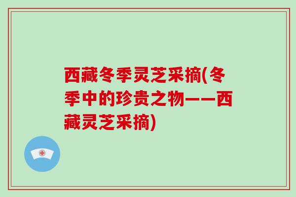 西藏冬季灵芝采摘(冬季中的珍贵之物——西藏灵芝采摘)