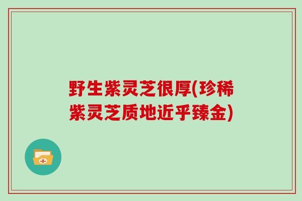 野生紫灵芝很厚(珍稀紫灵芝质地近乎臻金) 野生紫灵芝很厚(珍稀紫灵芝质地近乎臻金)