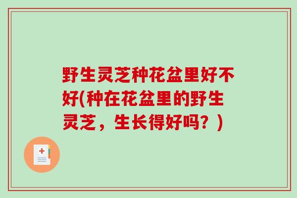 野生灵芝种花盆里好不好(种在花盆里的野生灵芝,生长得好吗?) 野生灵芝种花盆里好不好(种在花盆里的野生灵芝,生长得好吗?)