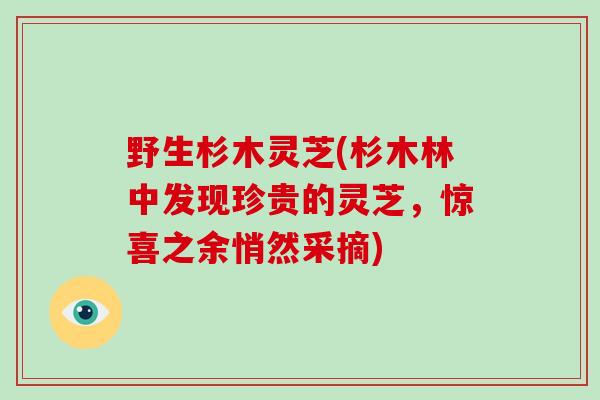 野生杉木灵芝(杉木林中发现珍贵的灵芝,惊喜之余悄然采摘) 野生杉木灵芝(杉木林中发现珍贵的灵芝,惊喜之余悄然采摘)