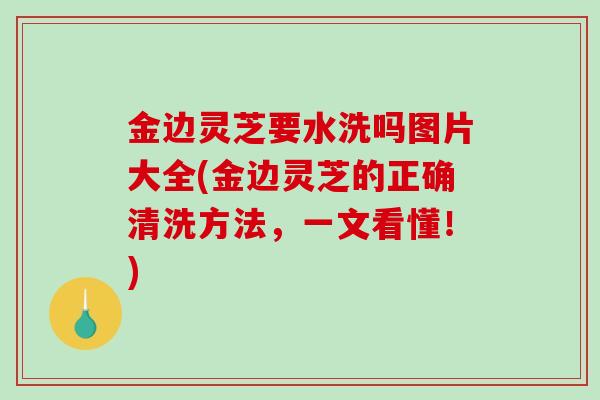 金边灵芝要水洗吗图片大全(金边灵芝的正确清洗方法,一文看懂!) 金边灵芝要水洗吗图片大全(金边灵芝的正确清洗方法,一文看懂!)